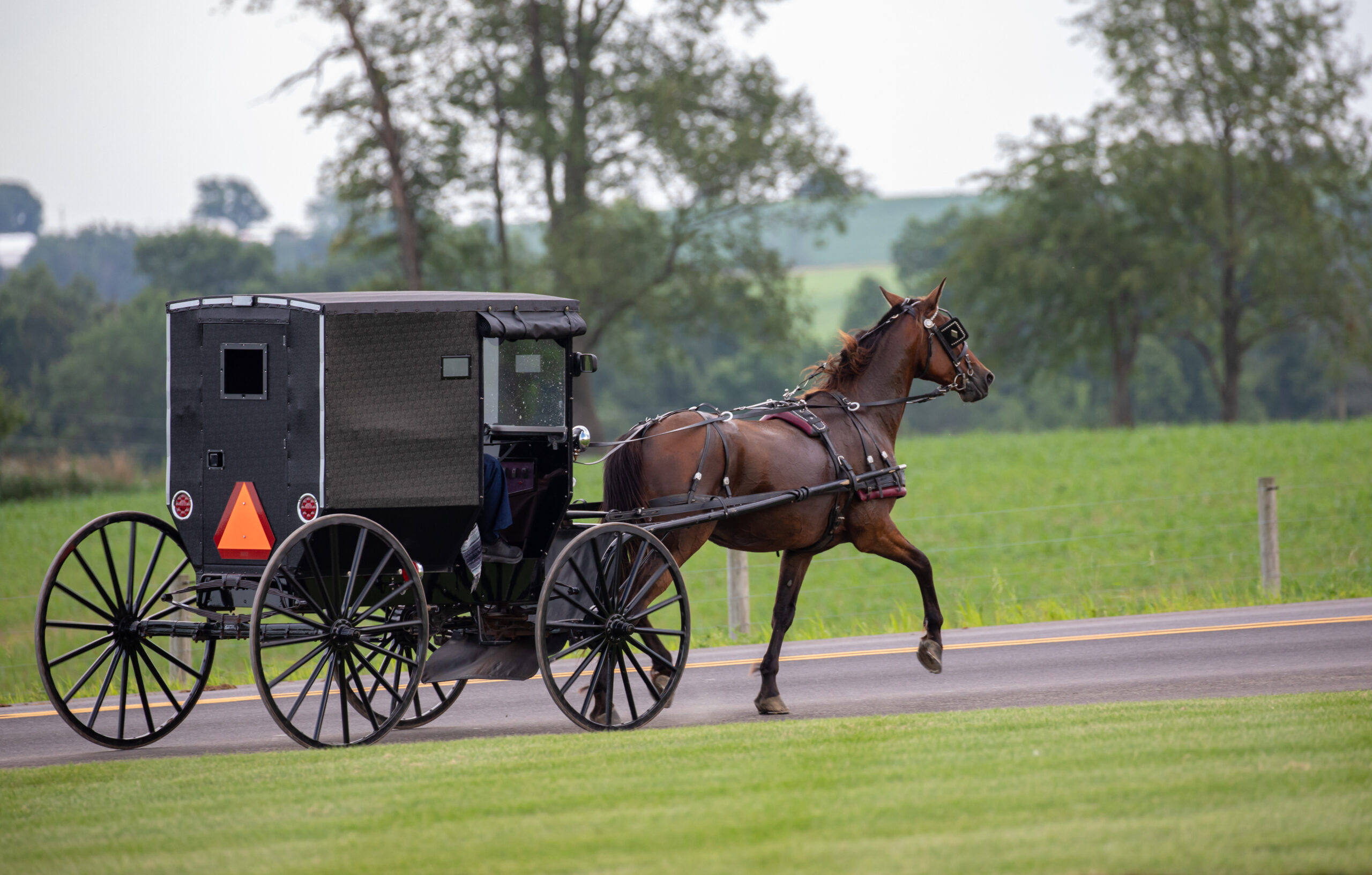 Side view of an Amish horse and buggy trotting along on the road with trees in the background | Holmes County, Ohio