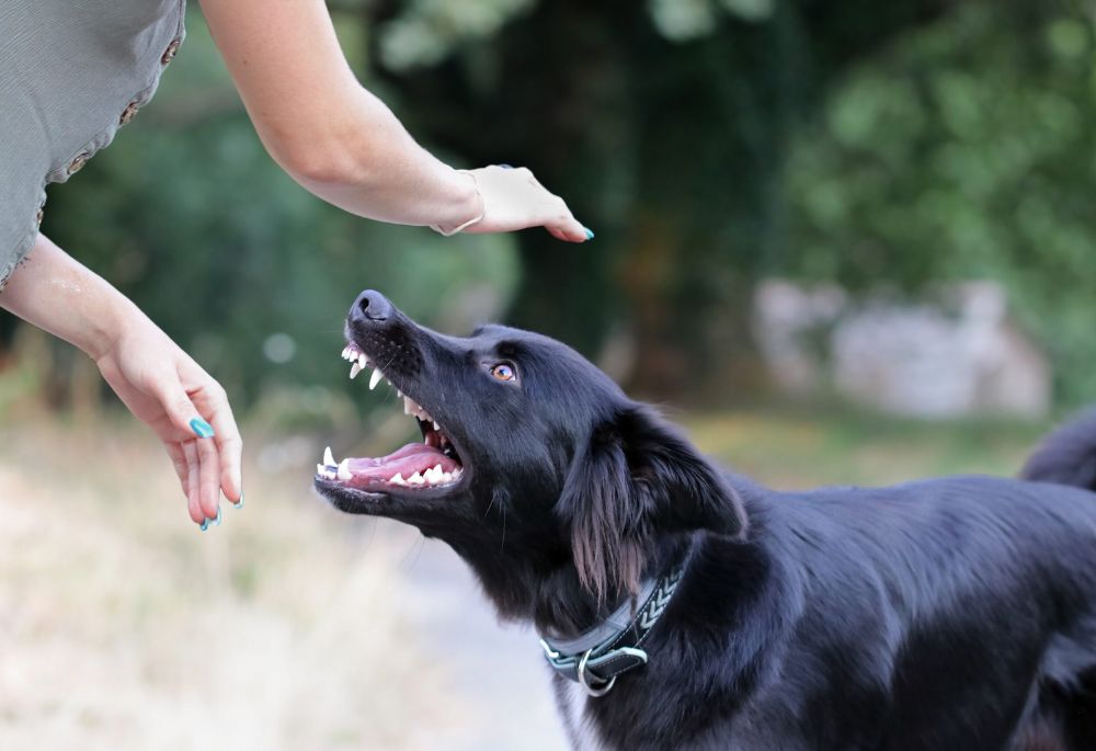 Your Legal Rights After a Dog Bites Your Face in Indiana