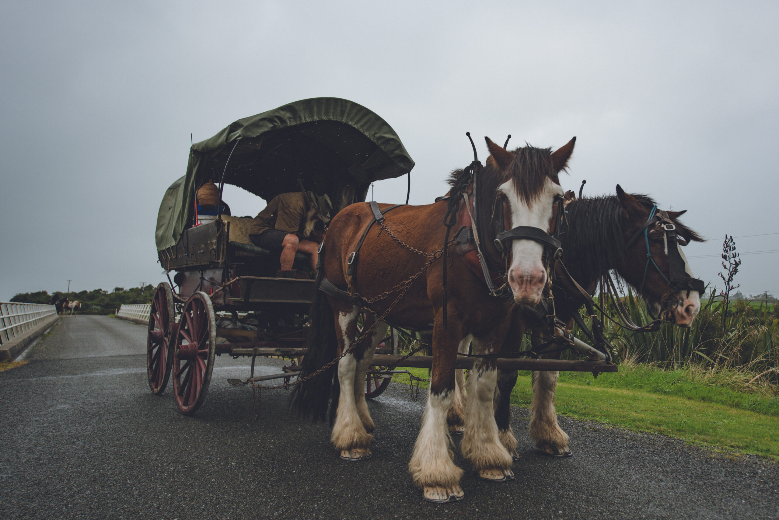 Best Practices for Driving Safely Around a Horse &amp; Buggy