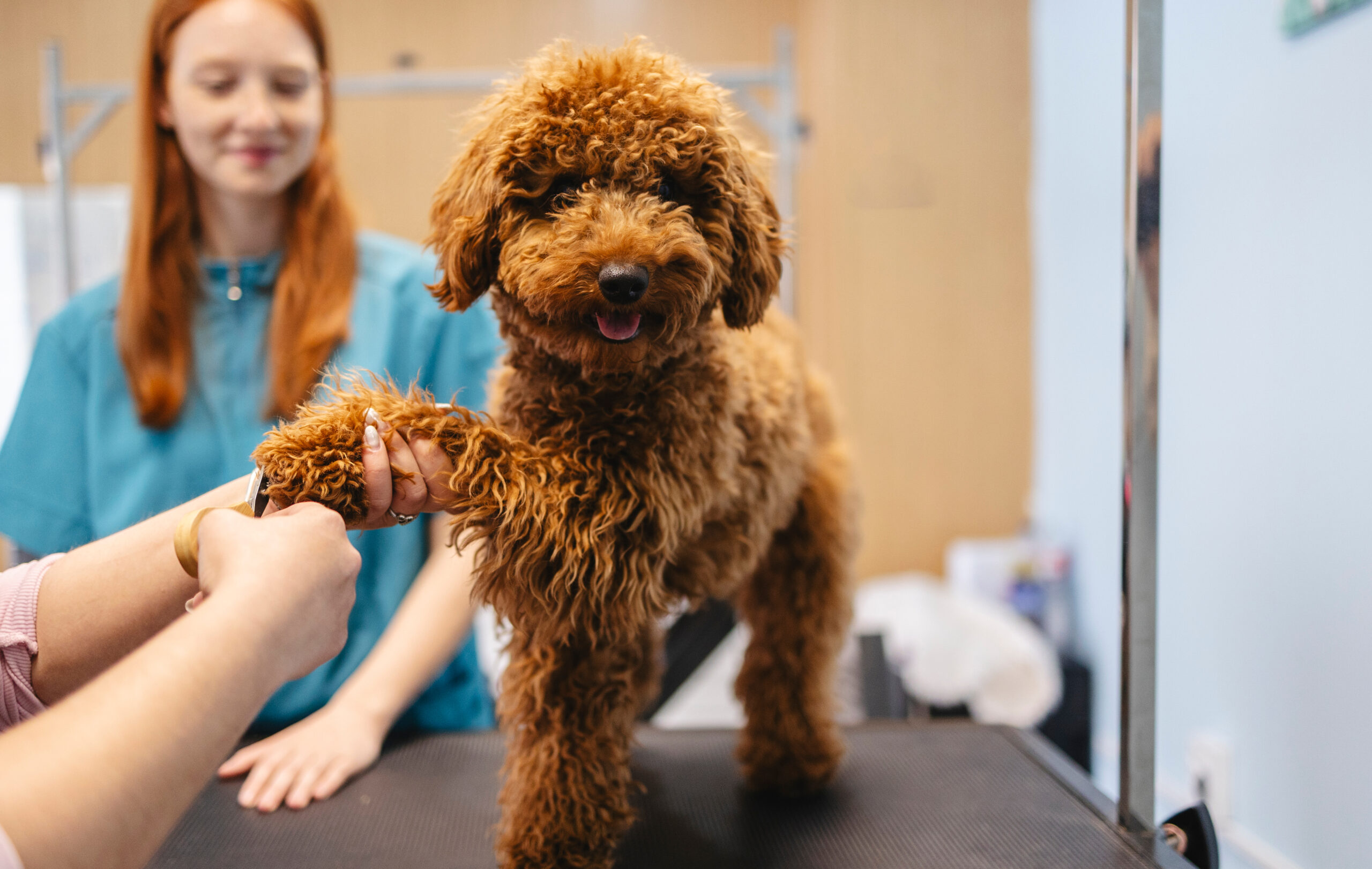Wagner Reese, LLP Supports the Friends of Indianapolis Animal Care Services Foundation