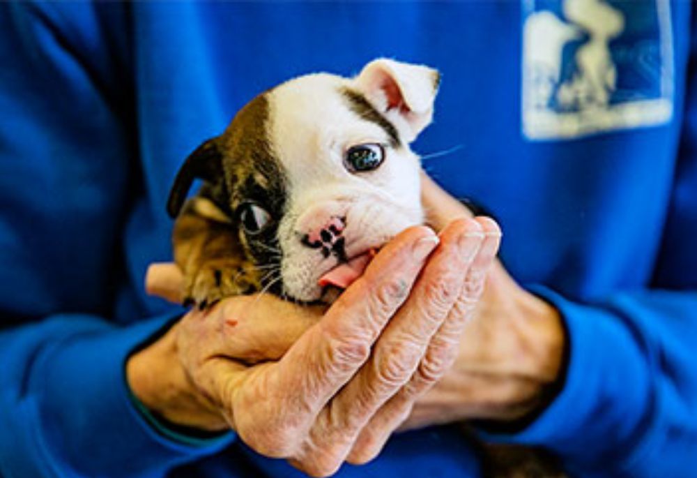 Wagner Reese, LLP Supports the Friends of Indianapolis Animal Care Services Foundation