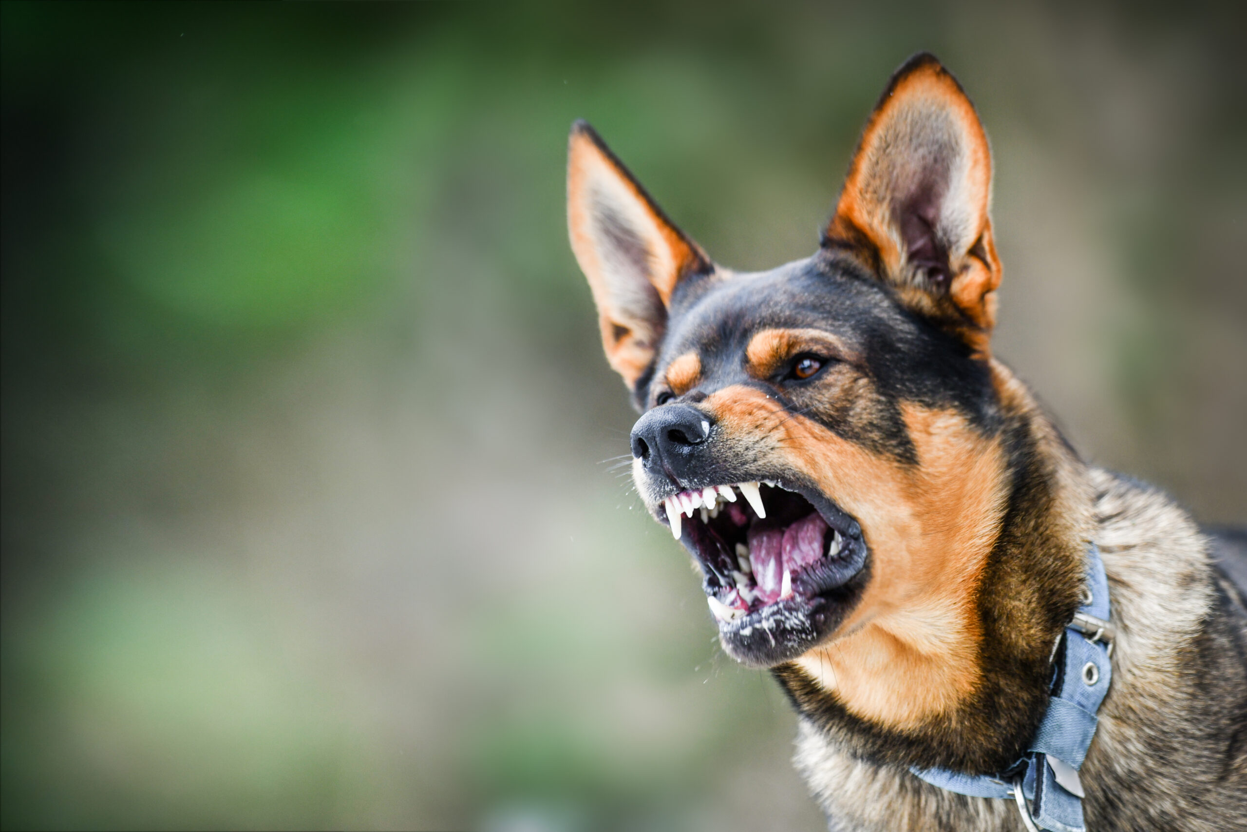 US Dog Bite Statistics