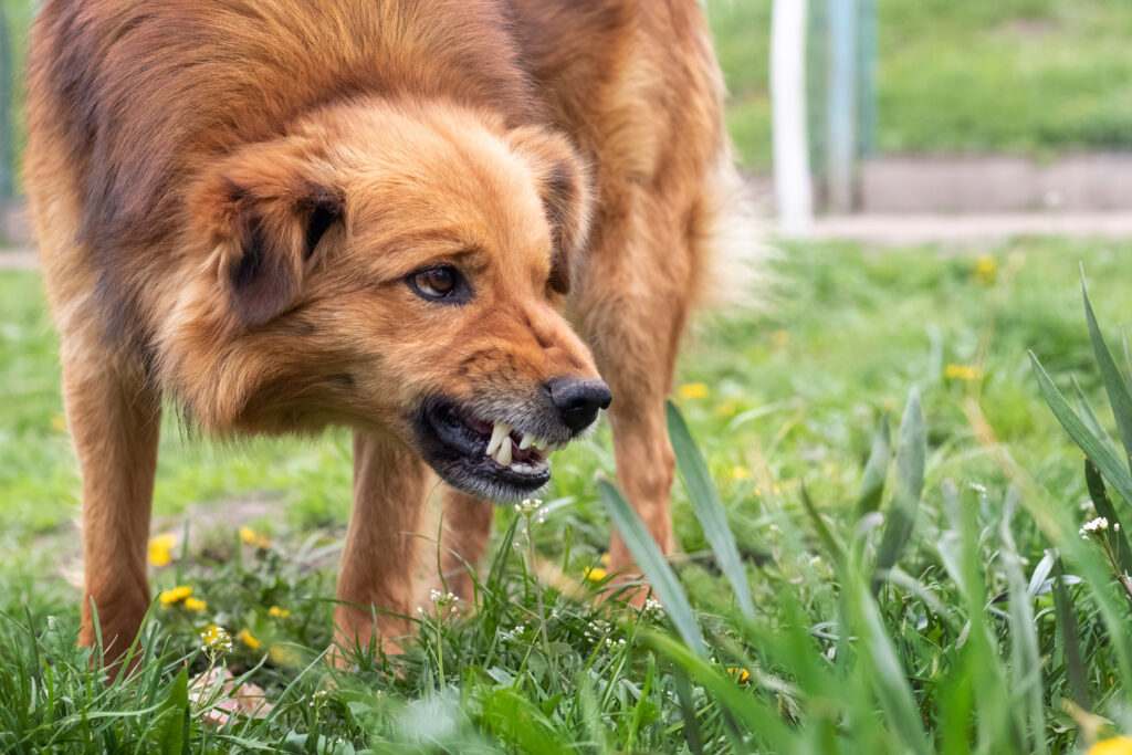 Top 10 Most Dangerous Dog Breeds - Featured Image
