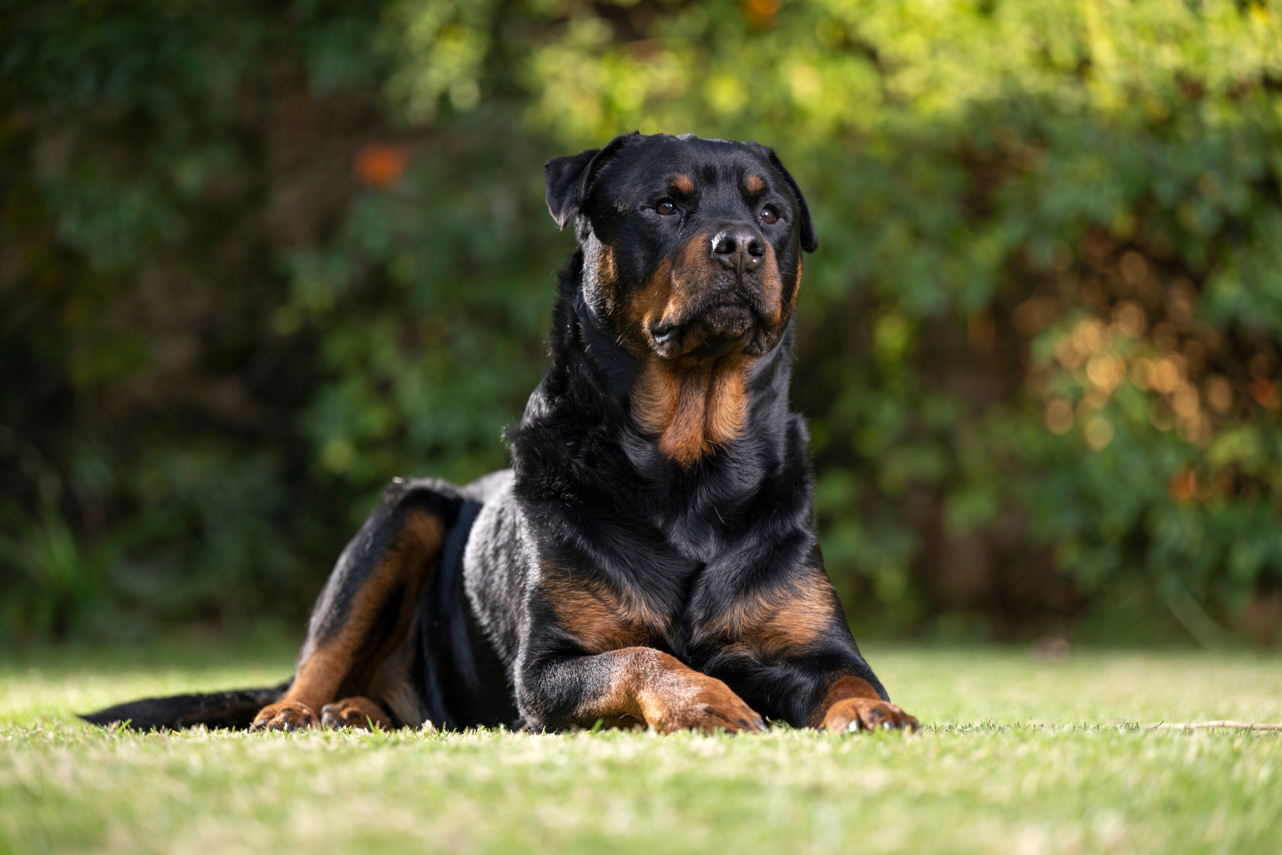 Are Rottweilers A Dangerous Dog Breed?