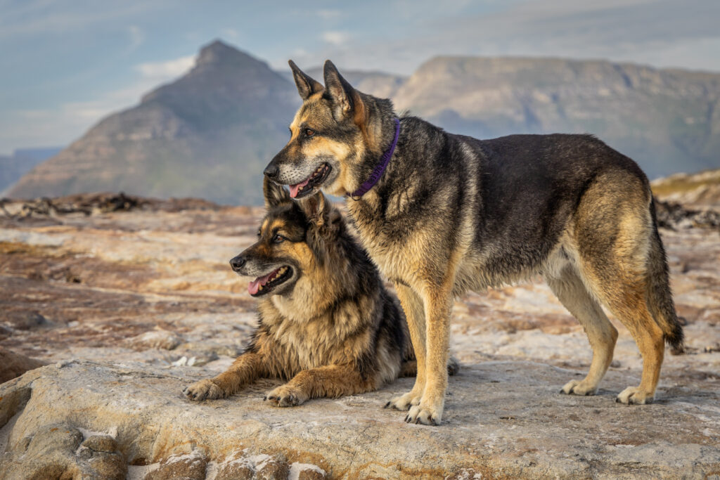 Are Wolf-Dog Hybrids Dangerous? - Featured Image