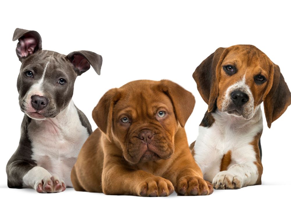 Indianapolis Dog License Requirements - Featured Image