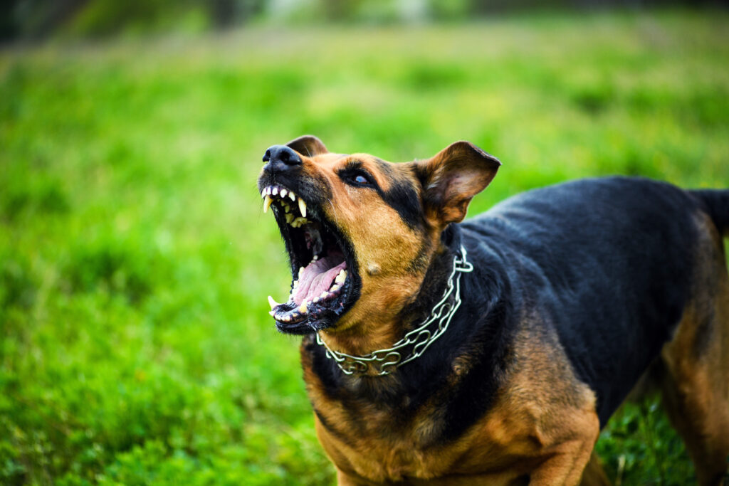 Las 10 razas de perros más peligrosas: guía completa - Featured Image