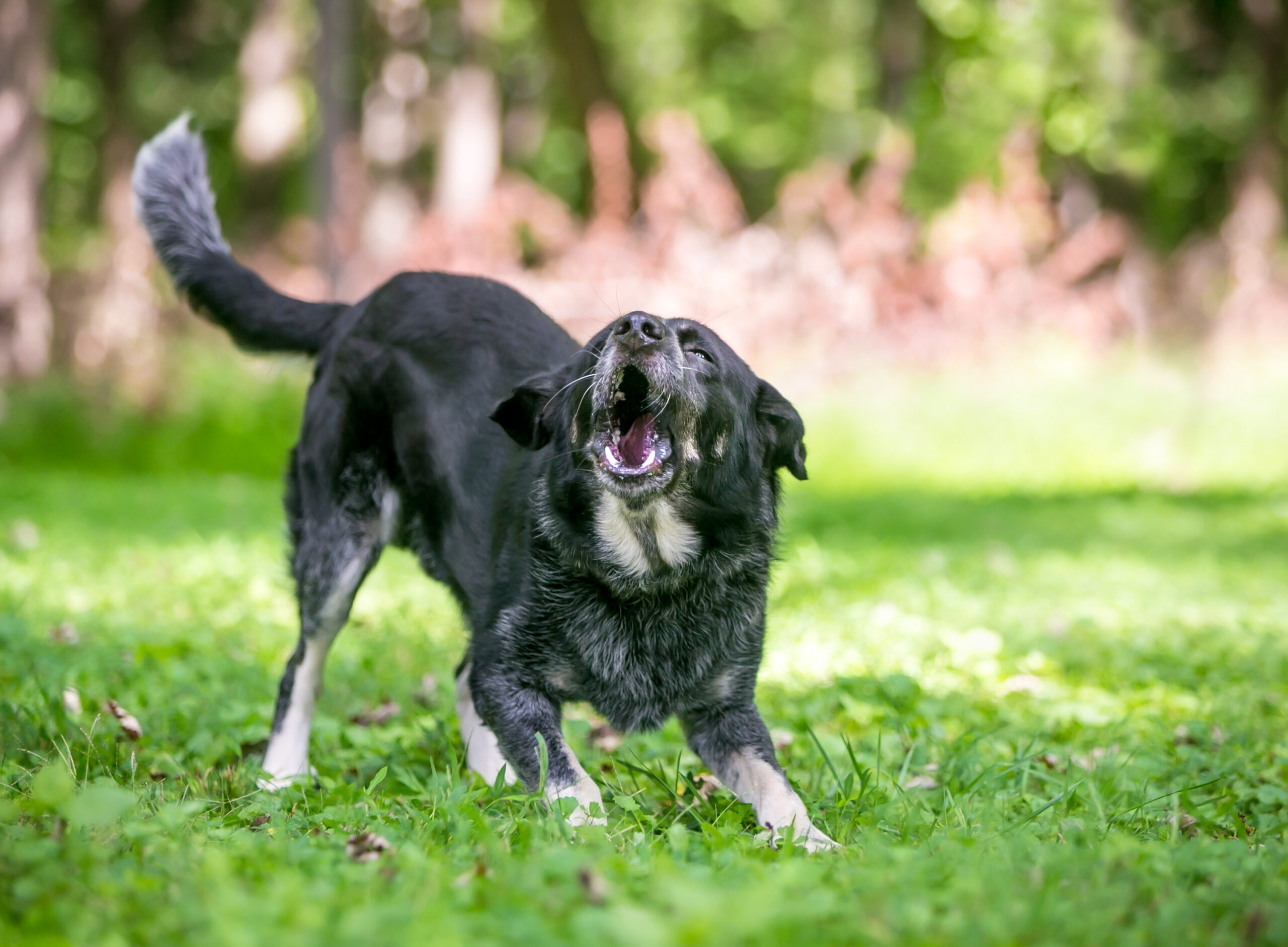 Dog Bite to Face Injuries in Indianapolis, Indiana