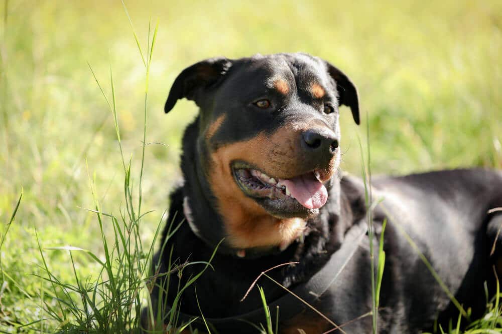 Rottweiler Puppy Sitting in a Field with Grass