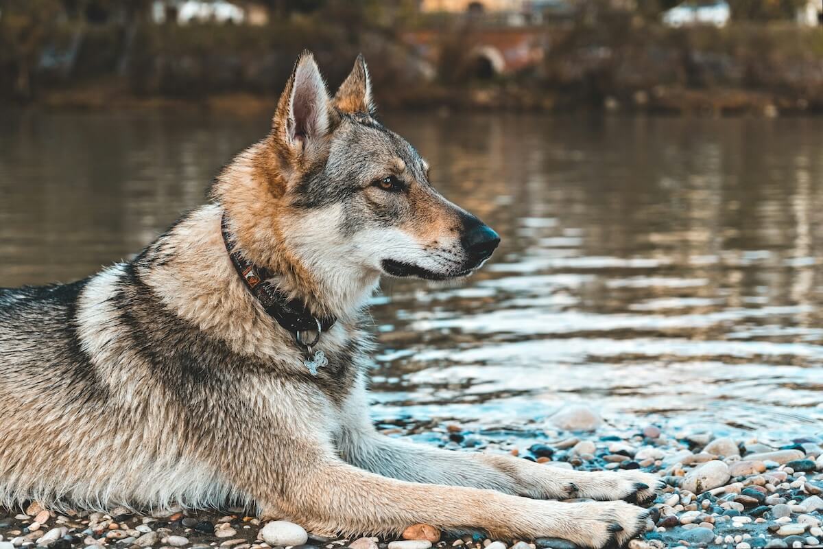 Dog Sitting Near a Lake