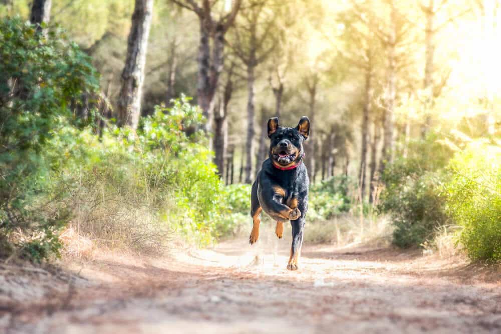 Rottweiler Dog Running in a Forest