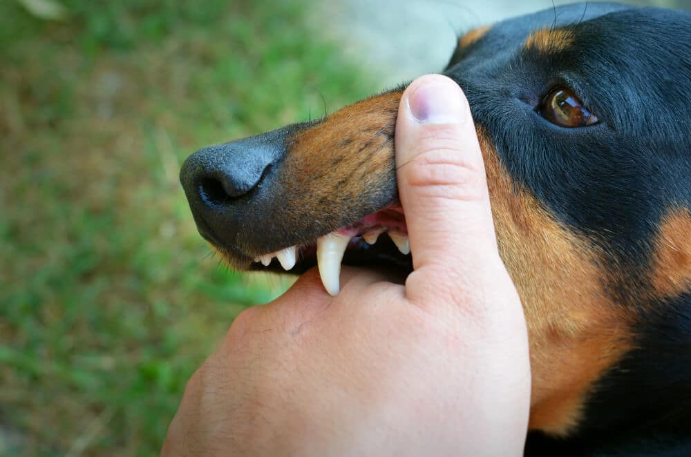 Dog Biting Hand of a Person